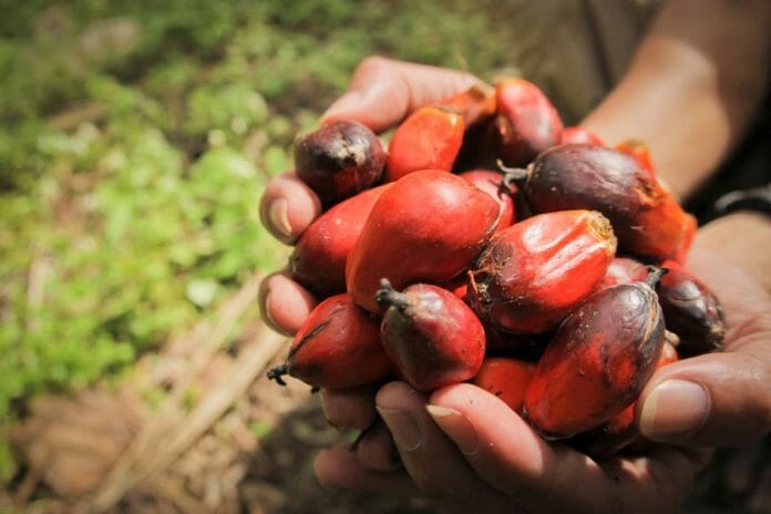 Fitch Research Raises Palm Oil prices to RM3,400 in 2021