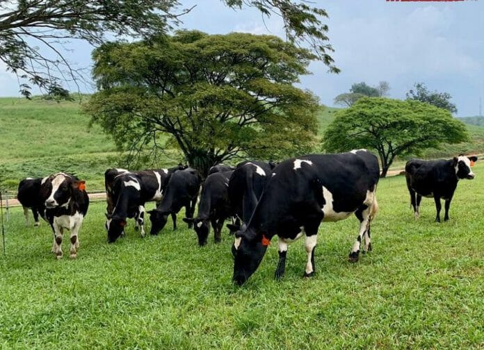 Developing A Dairy Industry State By 2025