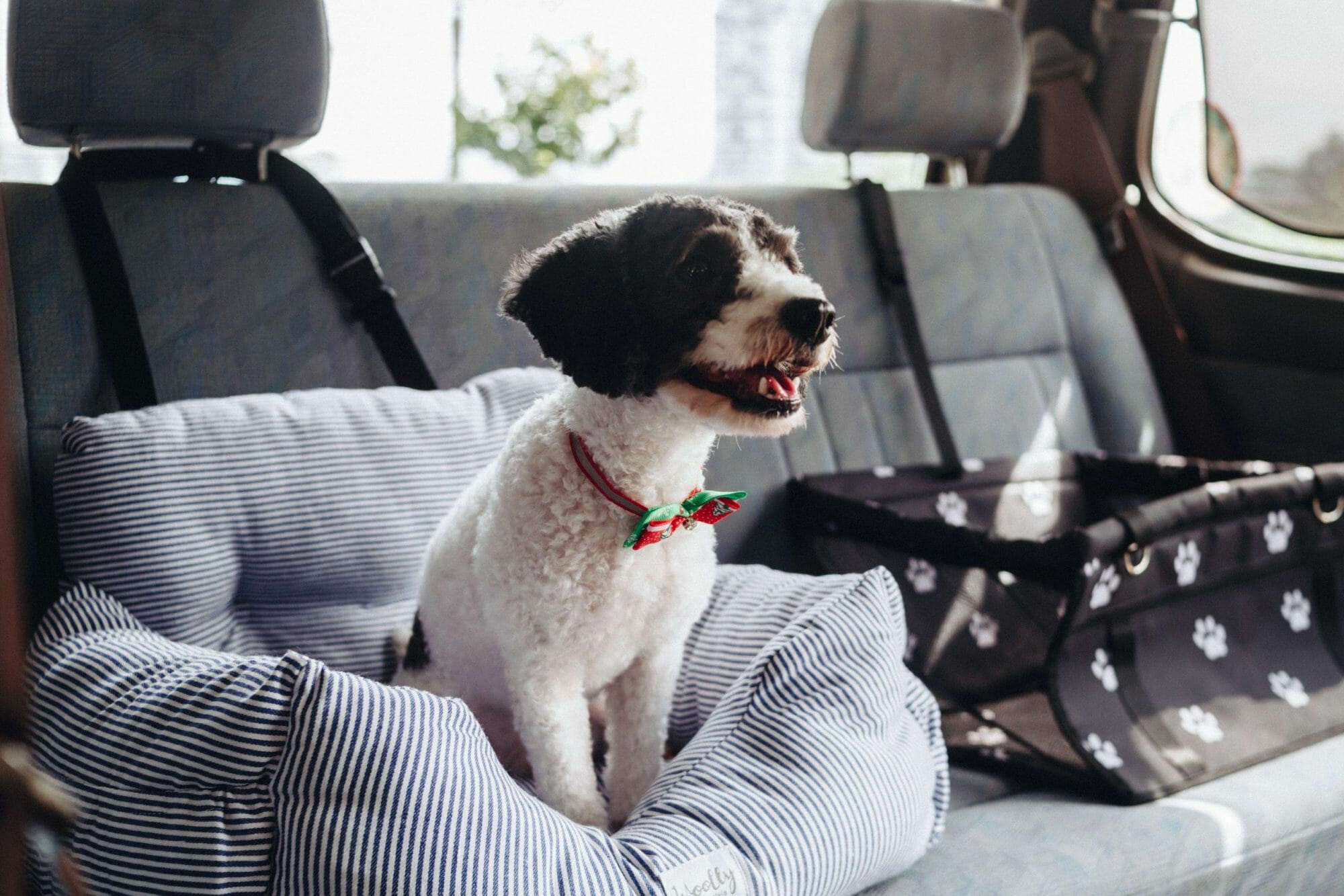 New Pet Taxi In Town Invites Investors To Join Their Journey Of