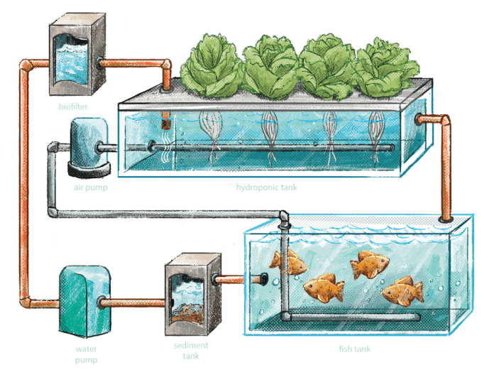 Aquaponics vs Hydroponics BusinessToday