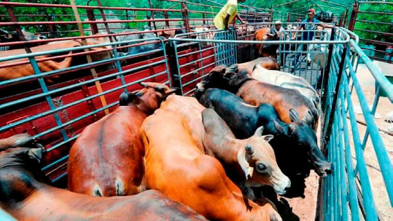 Thailand Is Ready To Re-Supply Cattle To Malaysia By Aidiladha |  BusinessToday