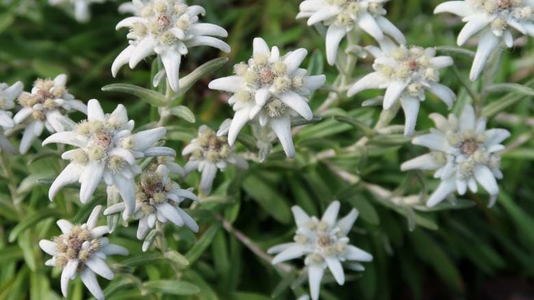 The Mystical and Mythical Edelweiss - BusinessToday