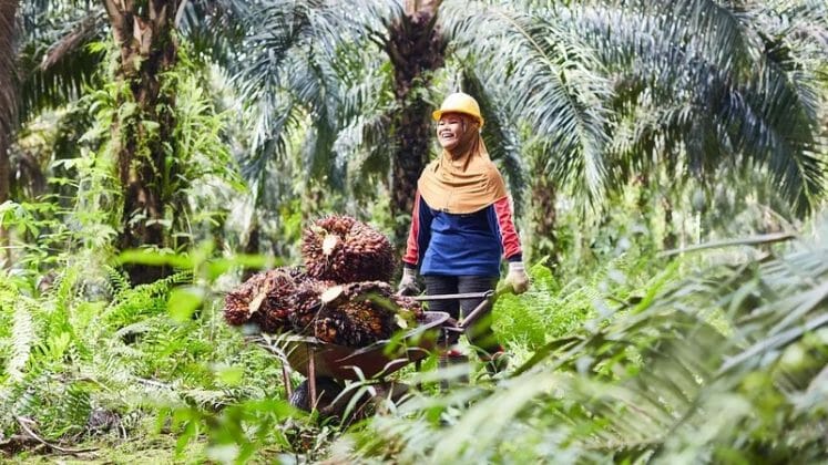 Indonesia To Channel Palm Oil Exports Through State Firm Under New Policy
