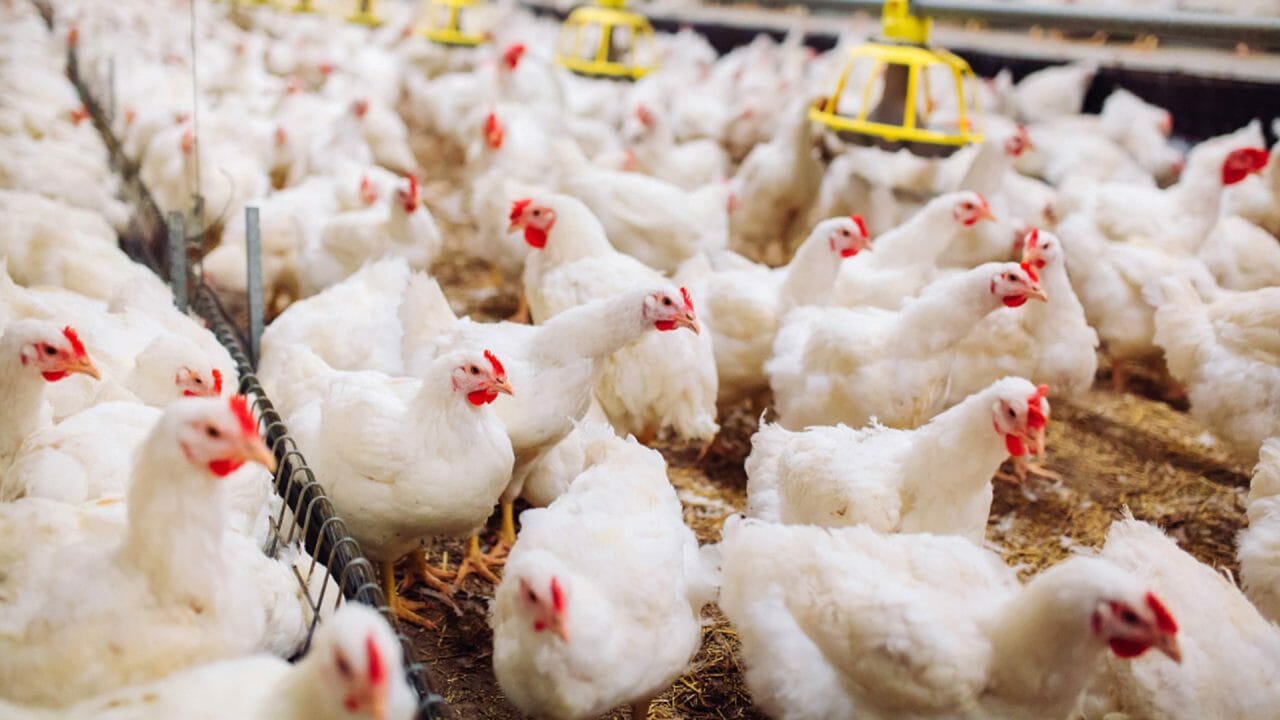Live Commercial Broilers Export Restrictions Partially Lifted In Phases