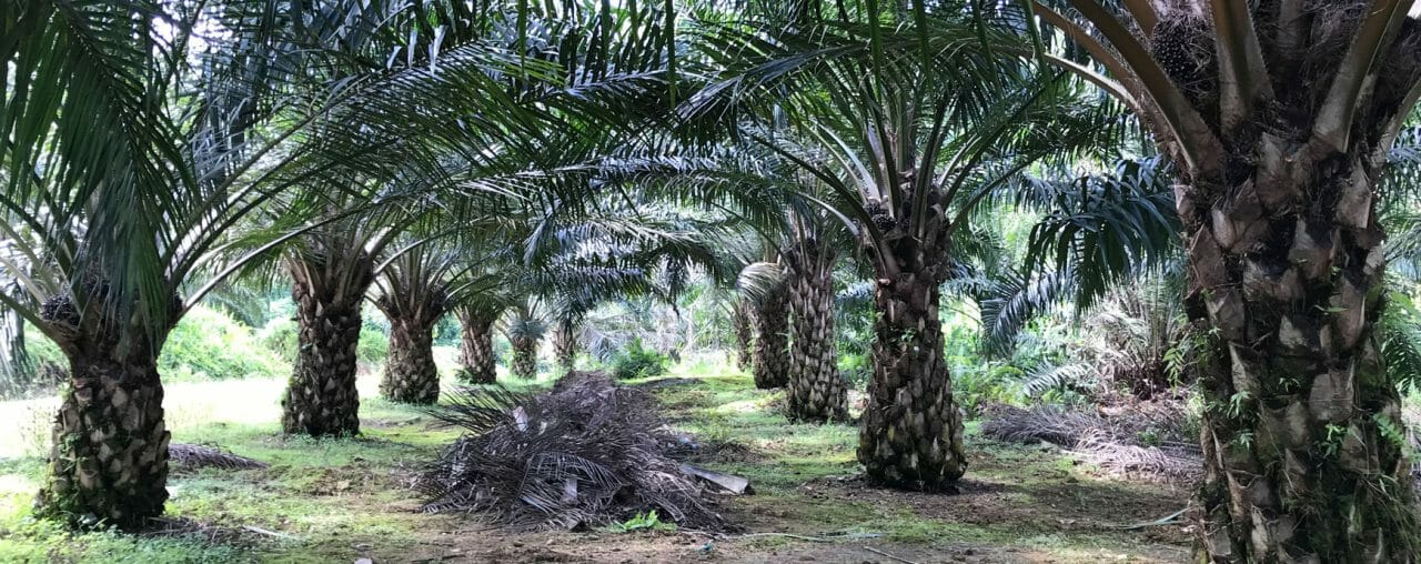 Innoprise An Attractive Dividend Play with Robust Production Growth ...