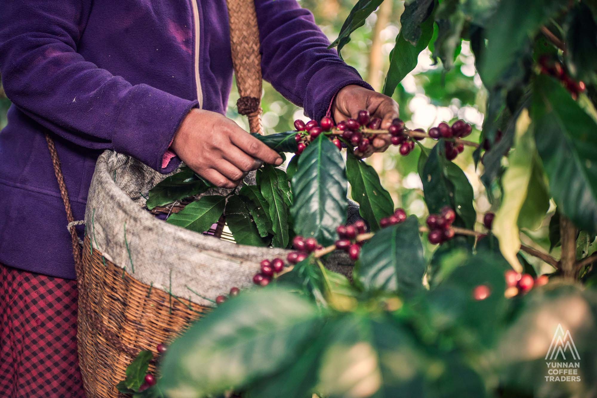 Now You Can Wake Up and Smell the Coffee in Yunnan BusinessToday