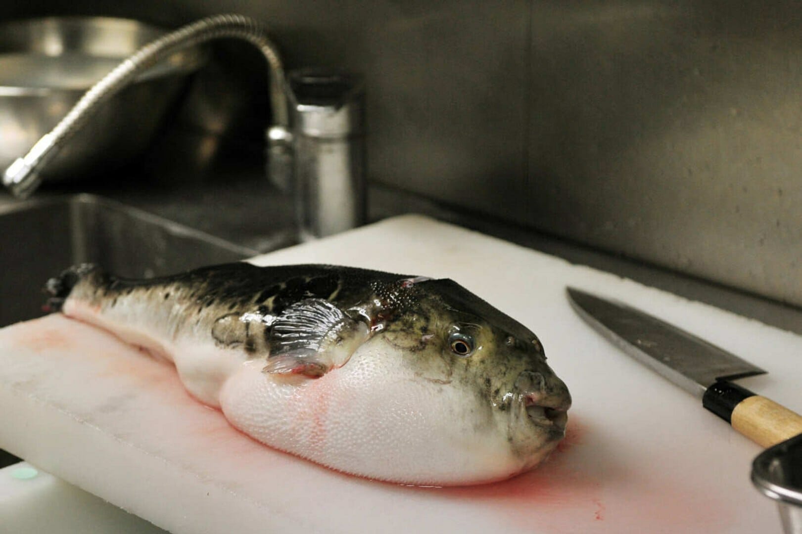 Japan Pufferfish Safe To Consume, Here's Why
