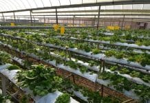 Nurture Agriculture Urgently For Malaysia’s Food Security Resilience