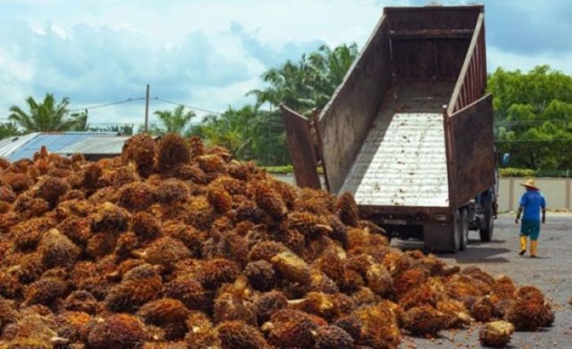 Malaysia’s March Palm Oil Stocks Drop 16.1% As Export Surge Tightens Supply