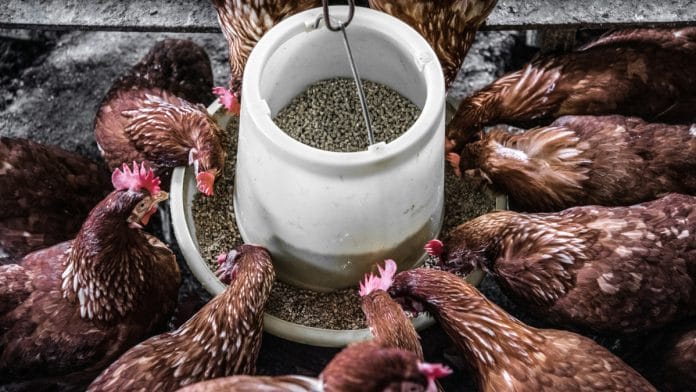 New Food And Feed Laws Needed To Let Insect Protein Stop World Hunger